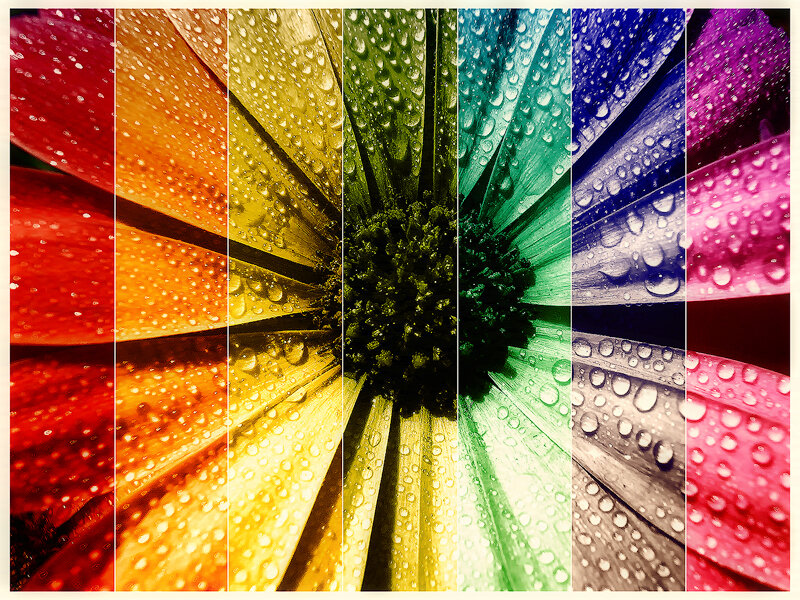 Raindrops on Flower Petals