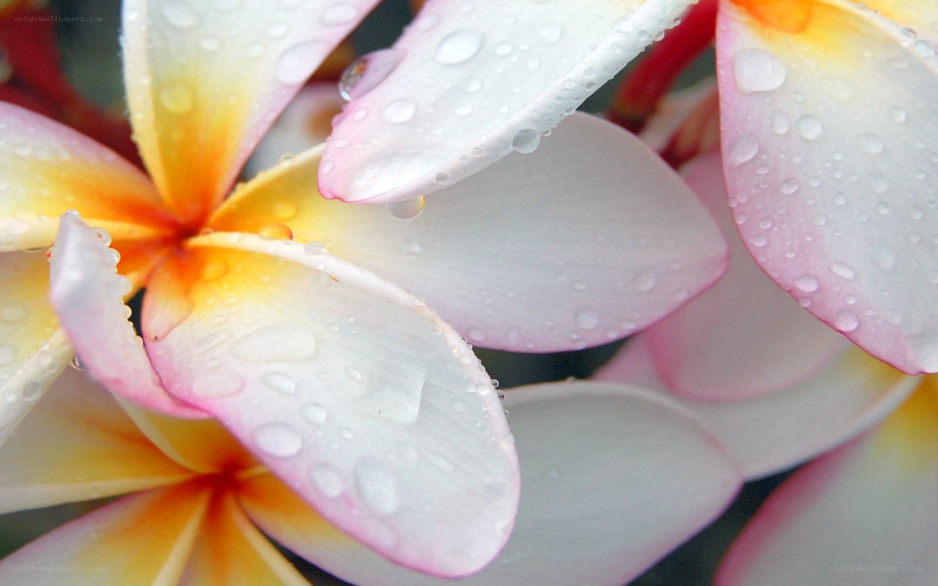 Raindrops on frangipani flowers