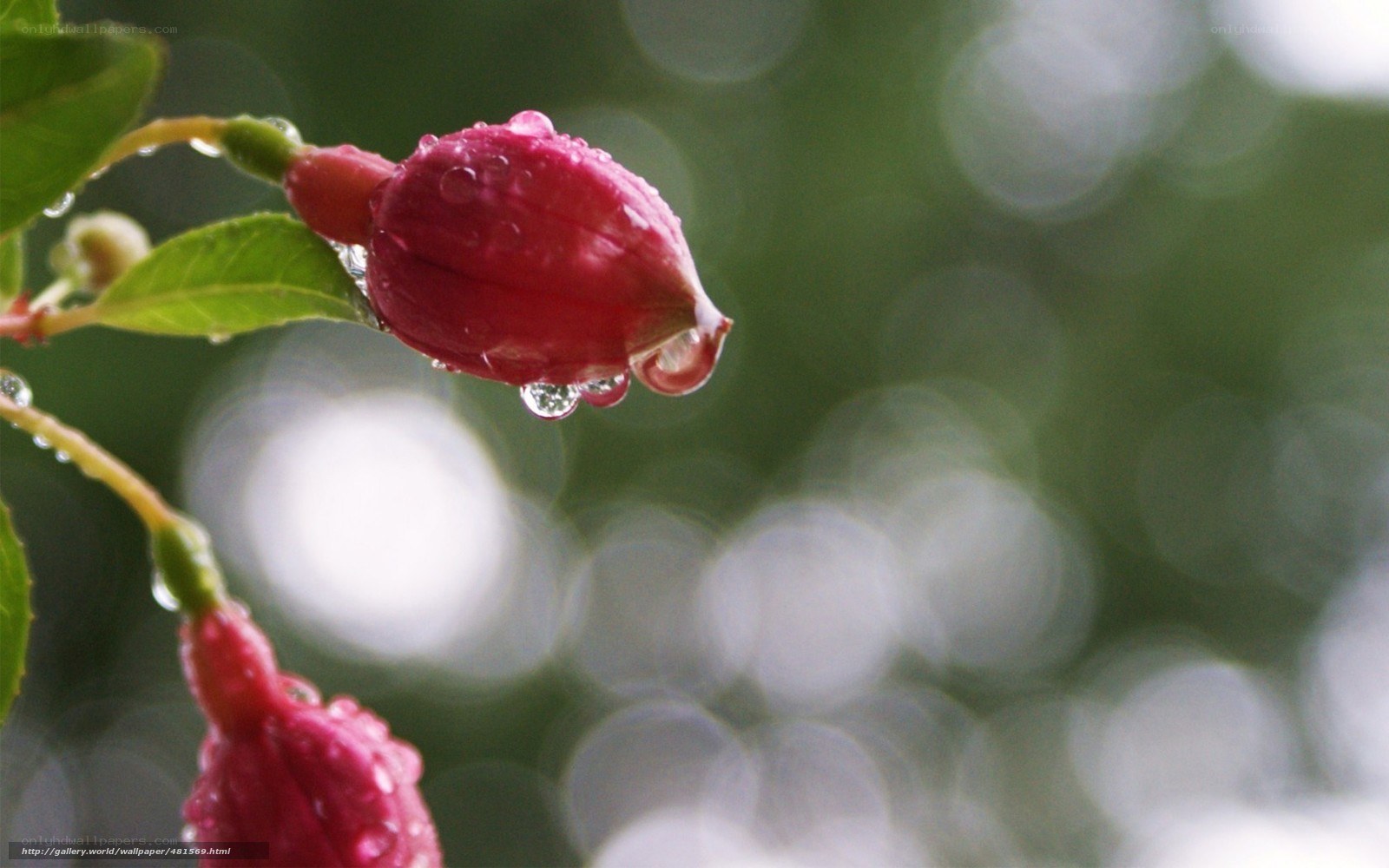 Raindrops on fuchsia buds