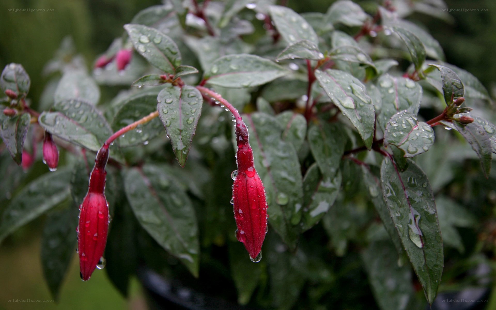 Raindrops on fuchsia flowers