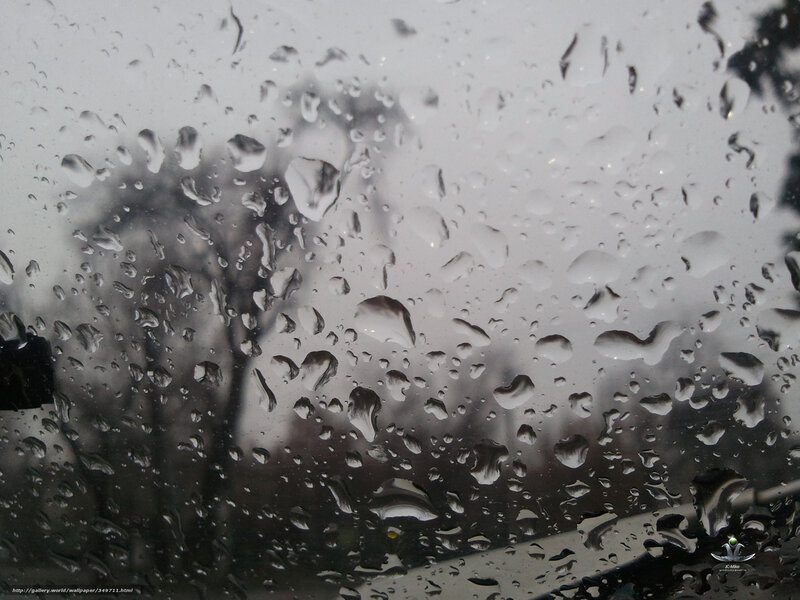 Raindrops on Glass — Gray, Overcast, Photograph, Trees