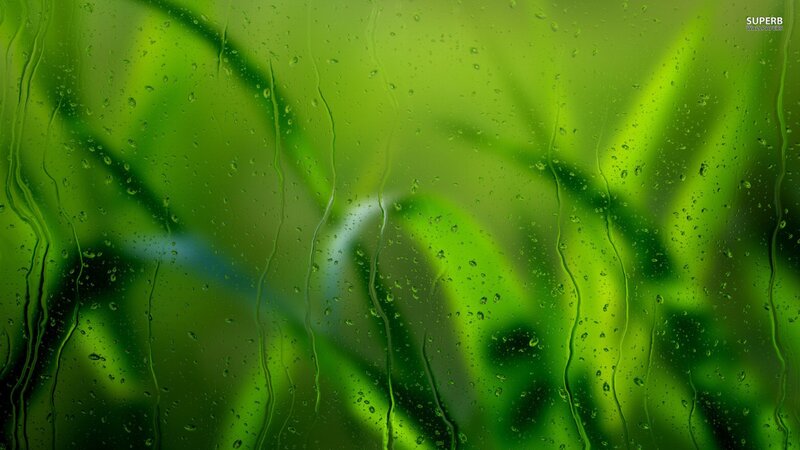 Raindrops on Glass — Green, Calm, Photograph, Leaves