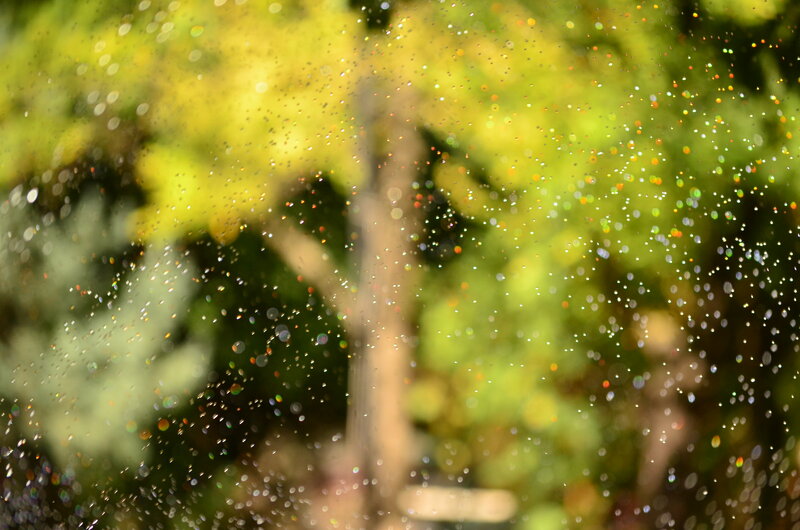 Raindrops on Glass — Green, Serene, Afternoon