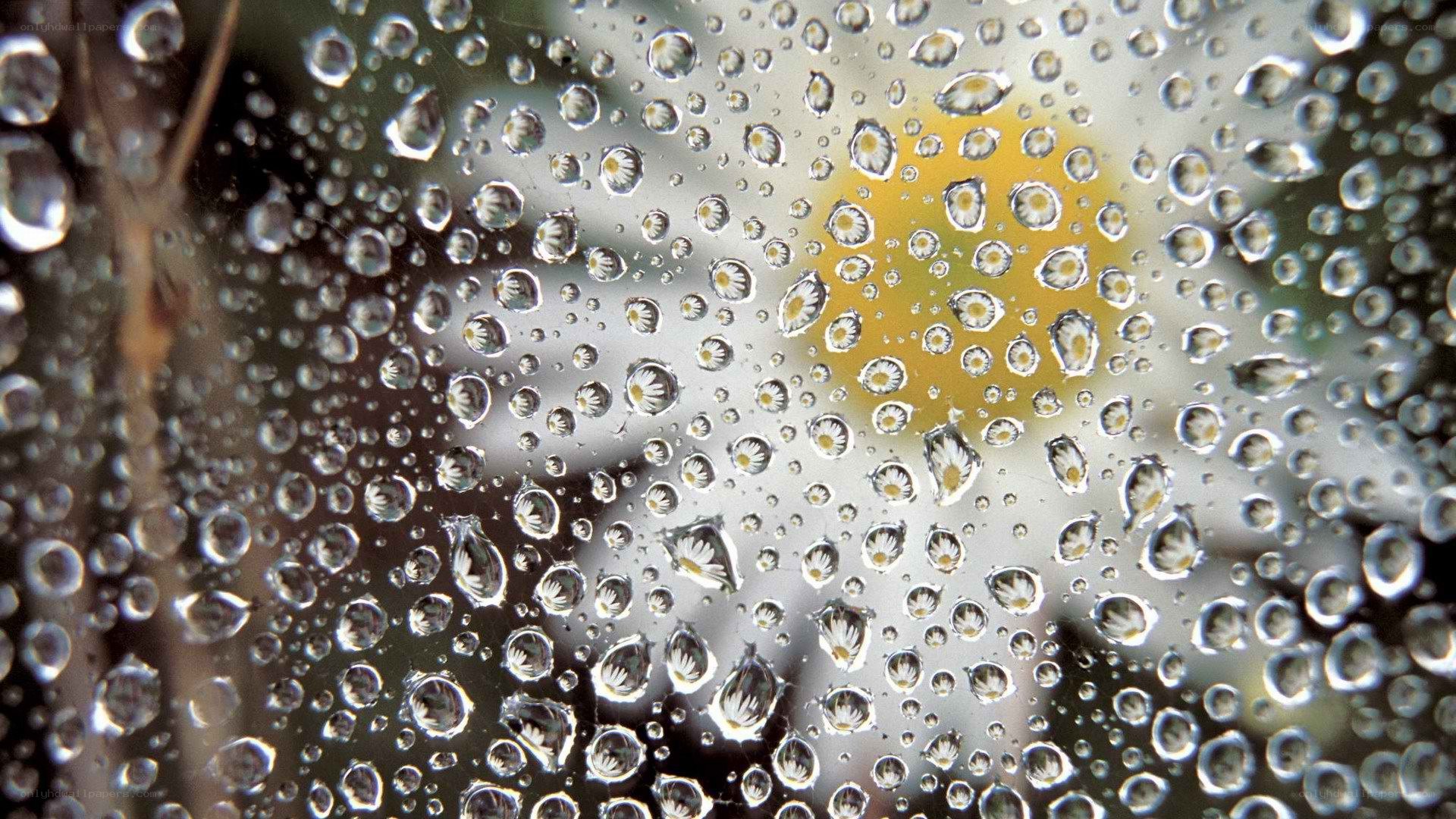 Raindrops on glass with flower