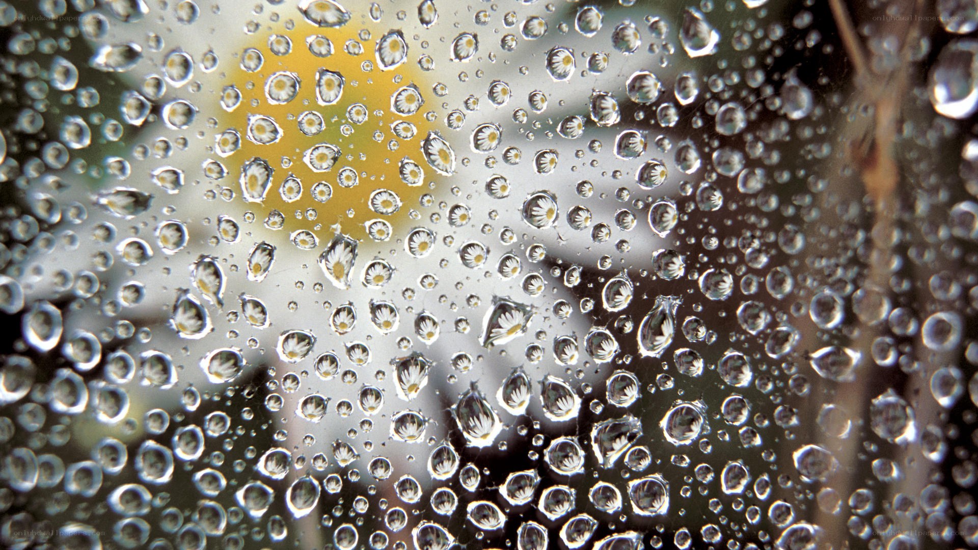Raindrops on glass with flowers