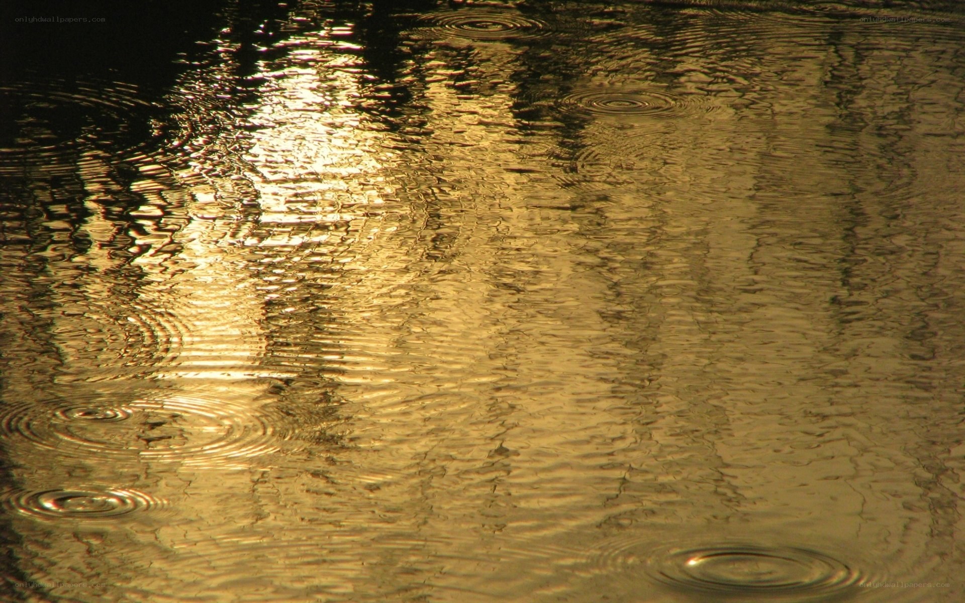 raindrops on golden water