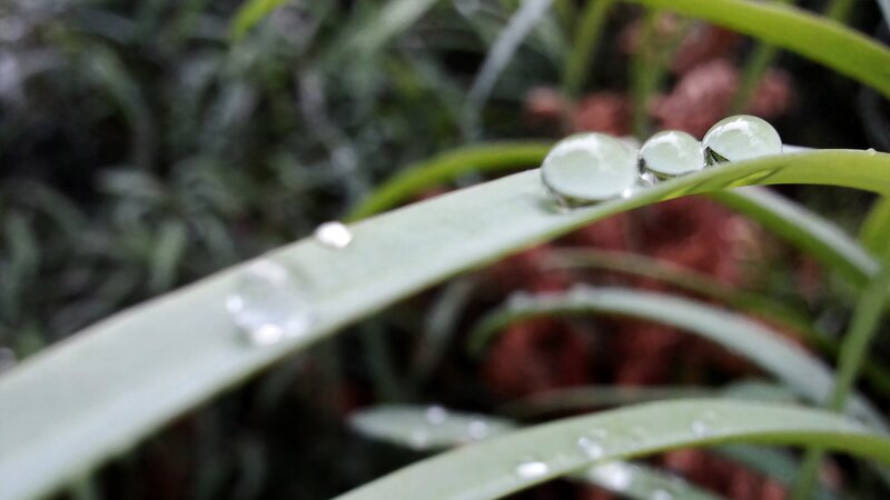 Raindrops on Grass Blade