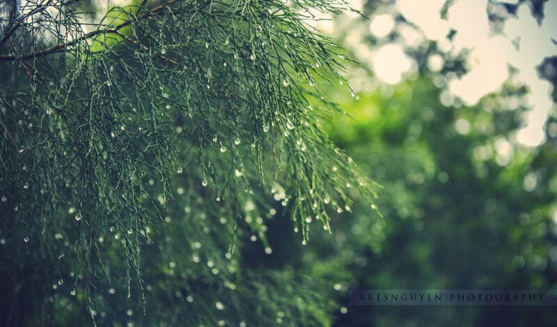 Raindrops on green branches
