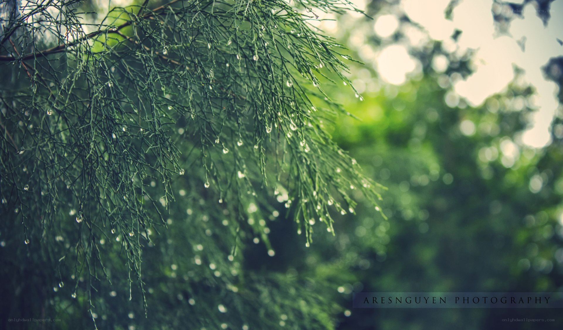Raindrops on green branches