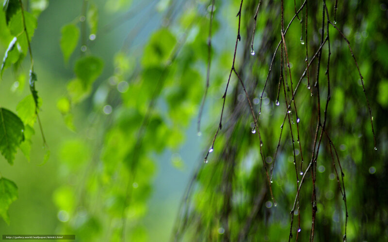 Raindrops on green branches