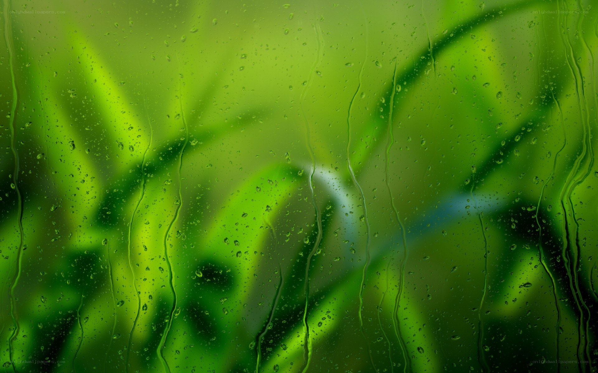 raindrops on green foliage
