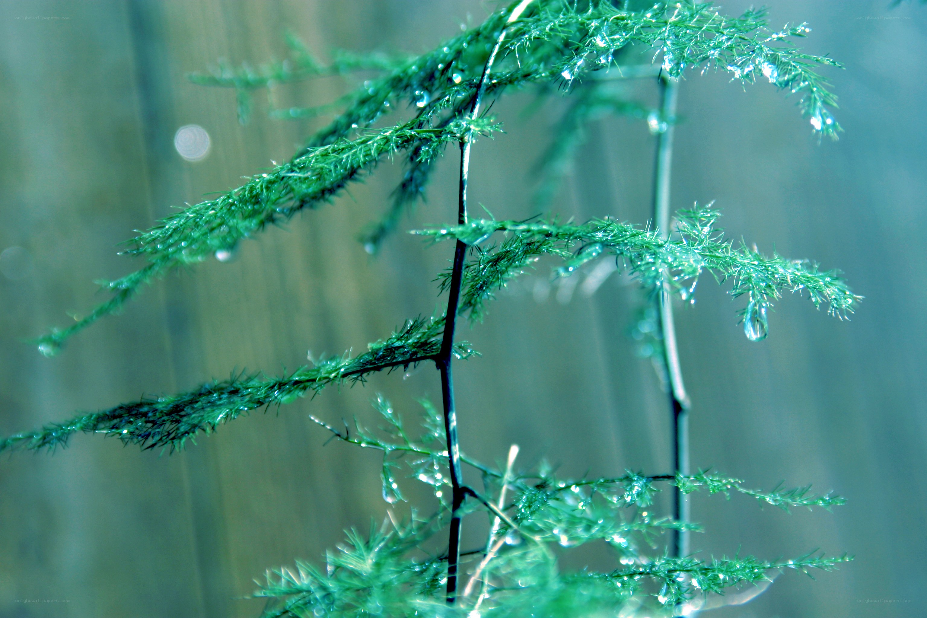Raindrops on green foliage