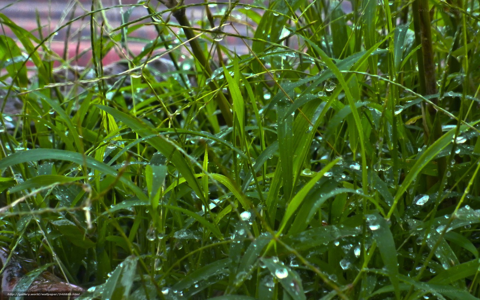 Raindrops on green grass