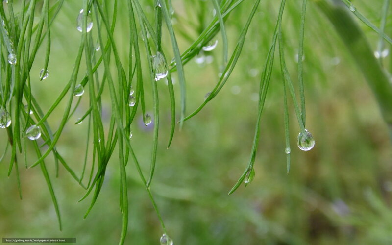 Raindrops on green grass