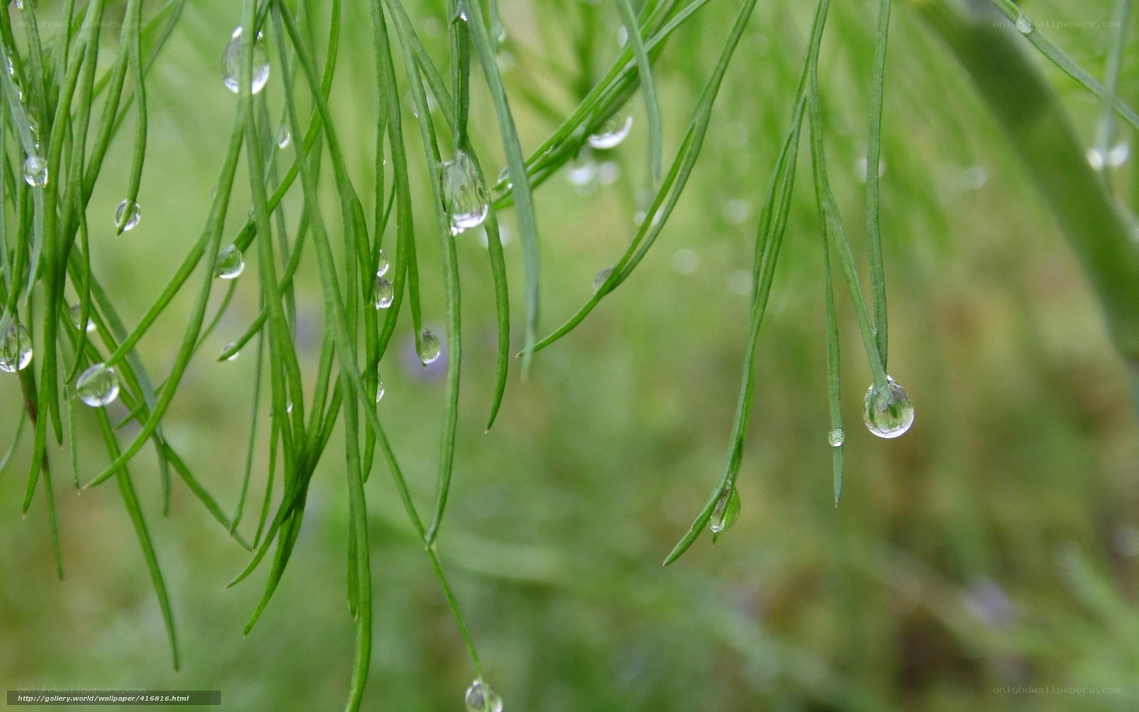 Raindrops on green grass
