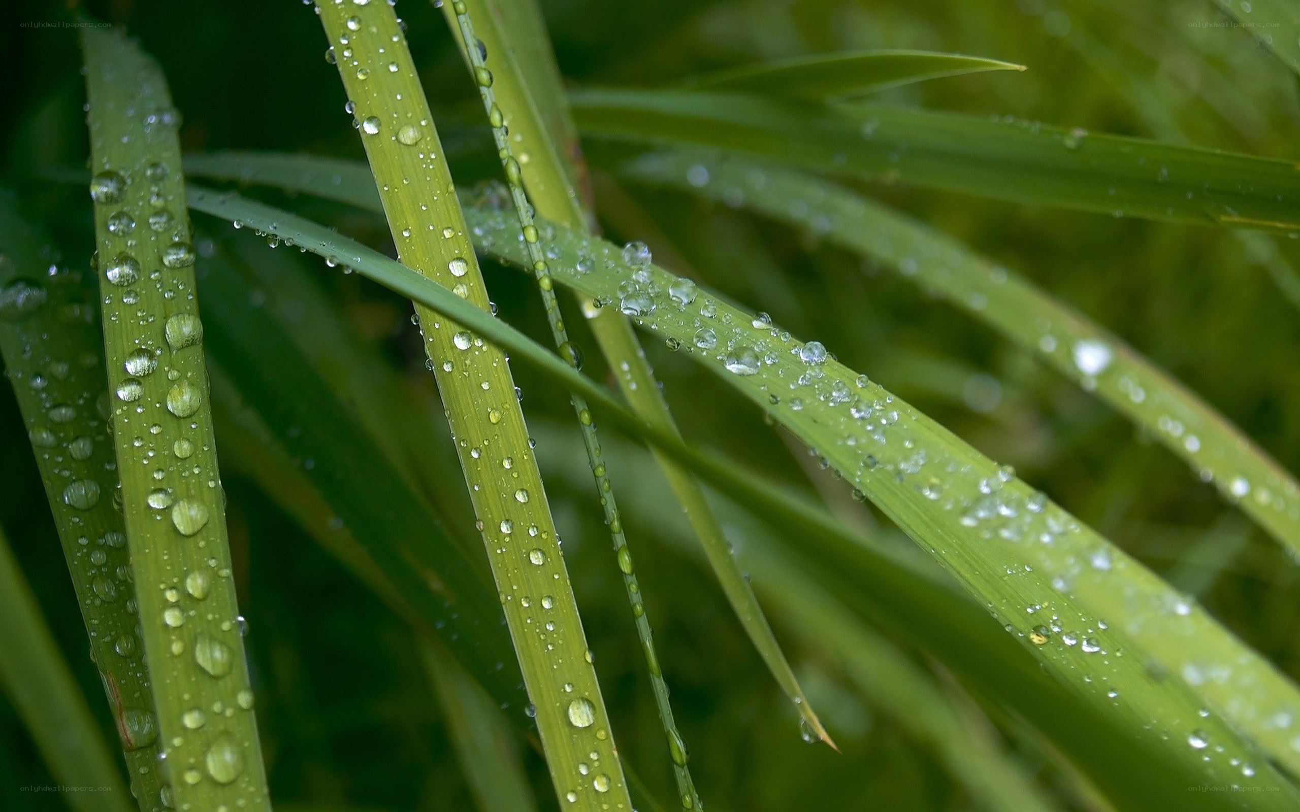 Raindrops on green grass