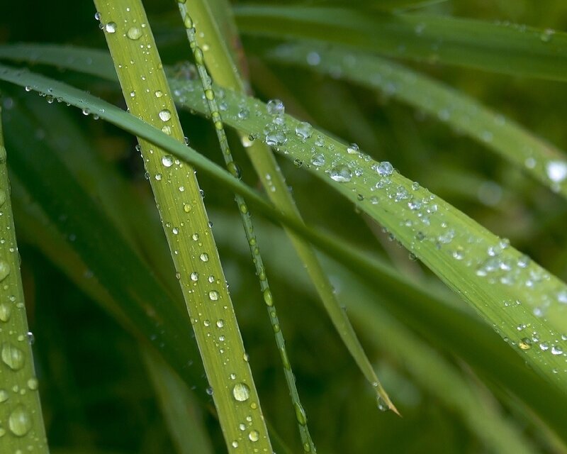 Raindrops on green grass