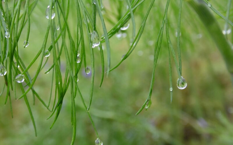 Raindrops on green grass