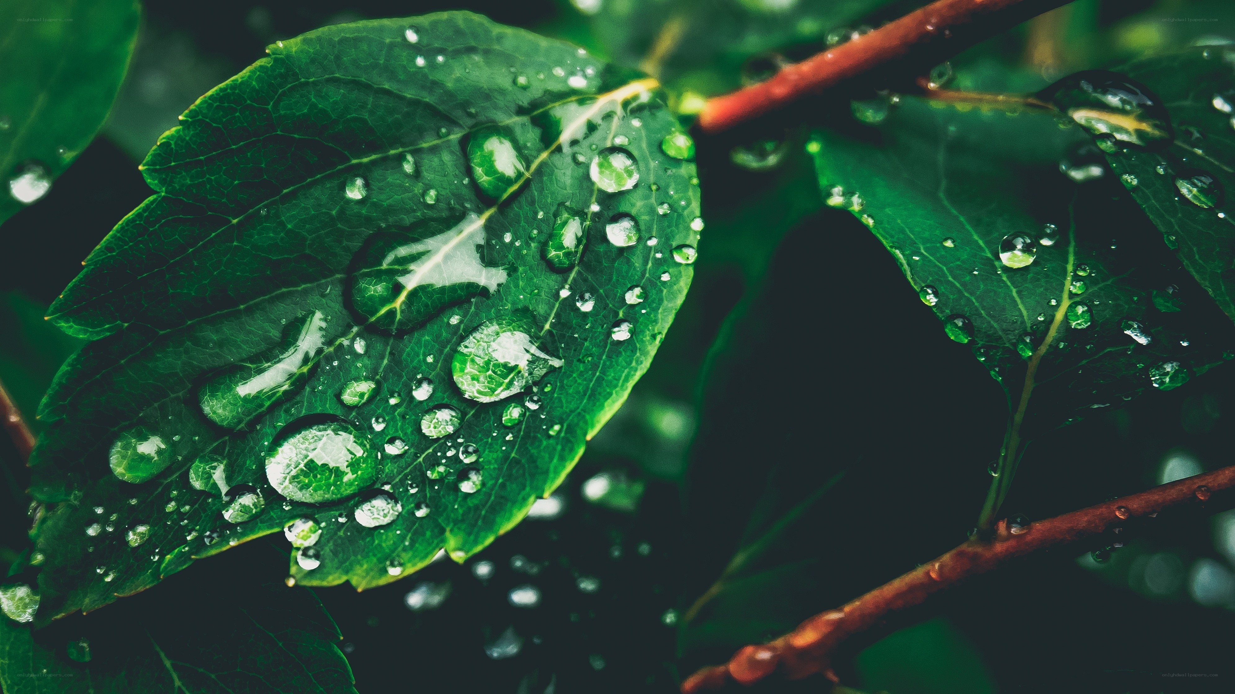Raindrops on green leaf
