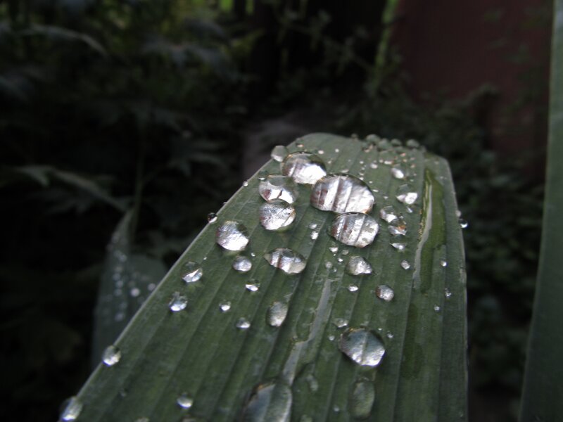 Raindrops on Green Leaf — Calm, Morning, Photograph, Water Droplets