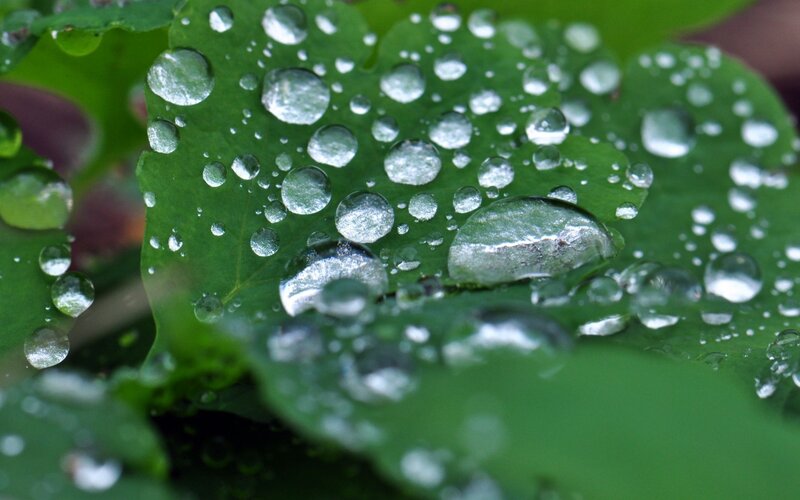 Raindrops on Green Leaf — Calm, Photograph