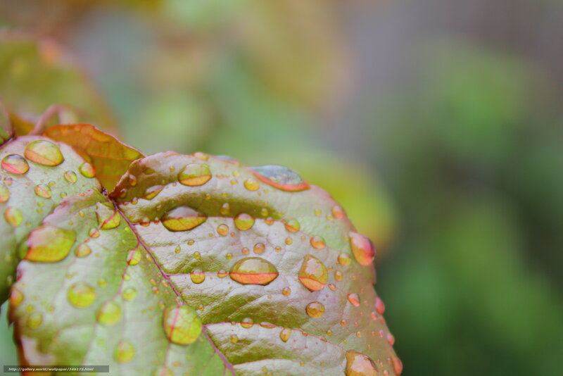 Raindrops on Green Leaf — Serene, Autumn