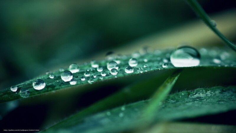 Raindrops on Green Leaf — Serene, Morning, Photograph