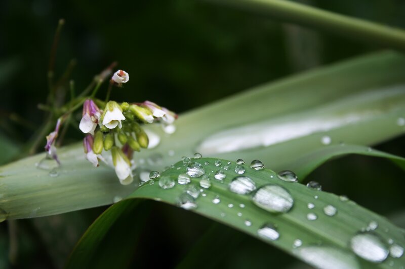 Raindrops on Green Leaf — Serene, Morning