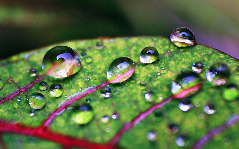 Raindrops on Green Leaf — Serene, Photograph
