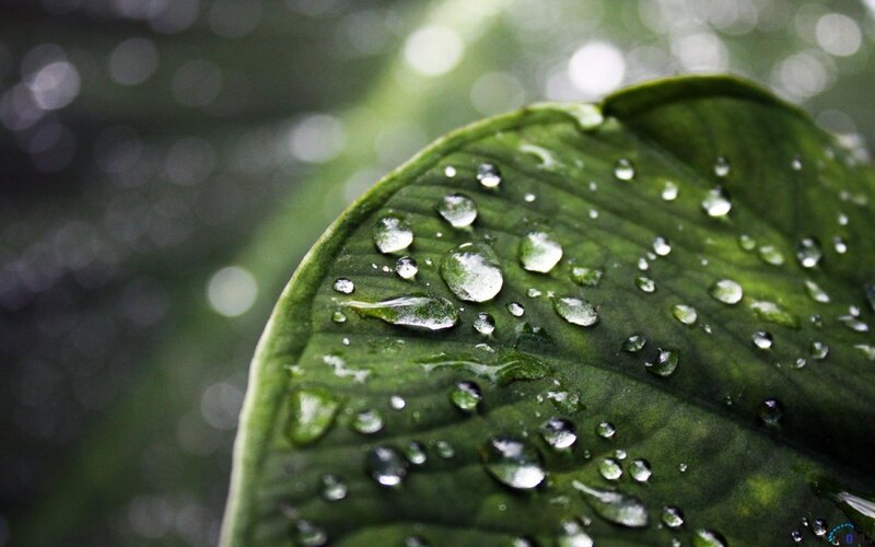 Raindrops on Green Leaf — Serene, Photograph, Water Droplets, Bokeh