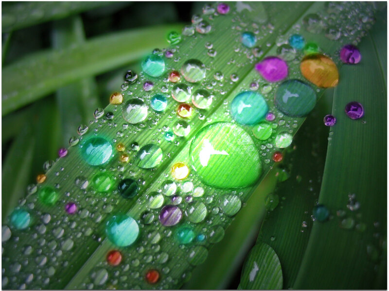 Raindrops on Green Leaf — Serene