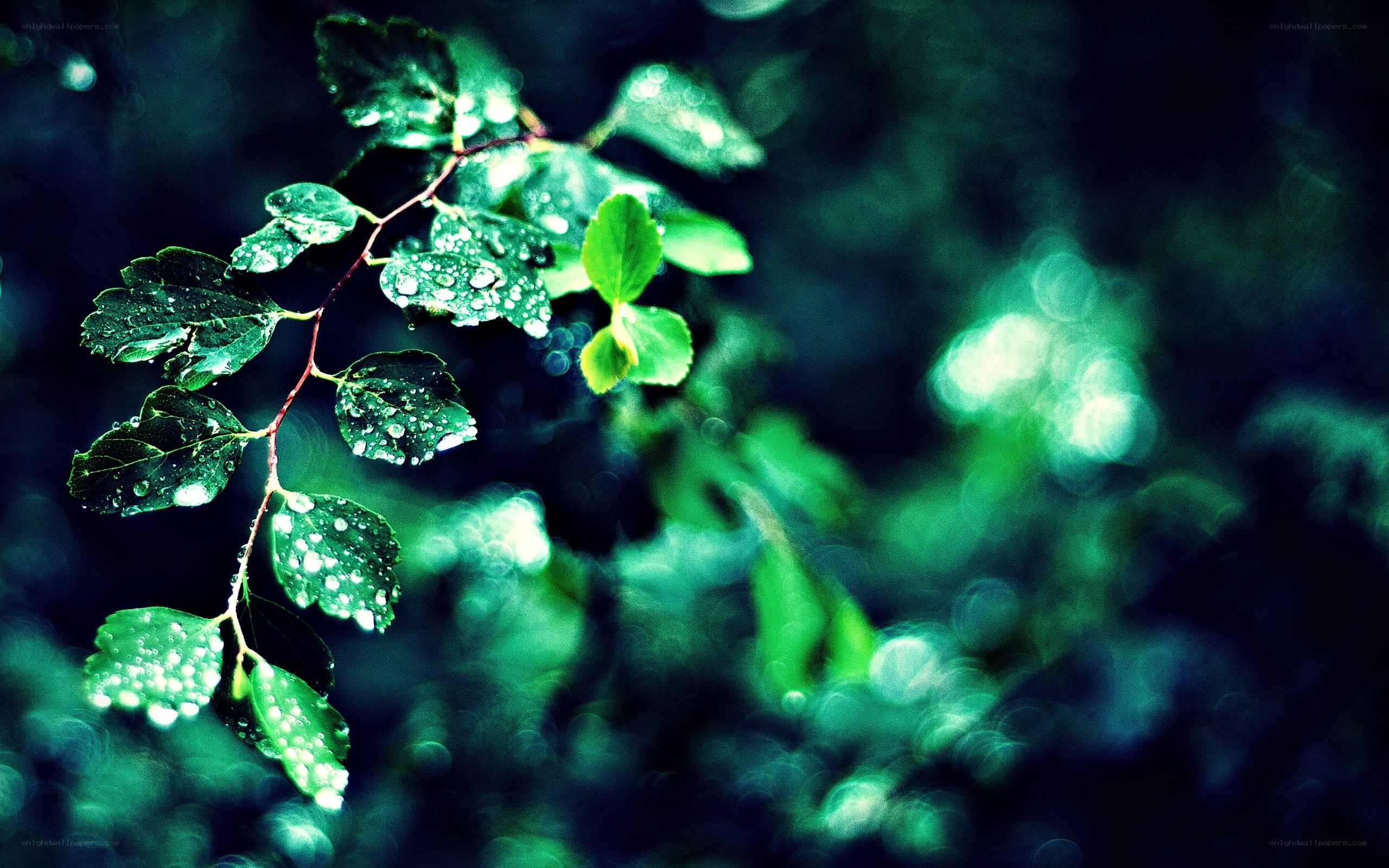 Raindrops on green leaves