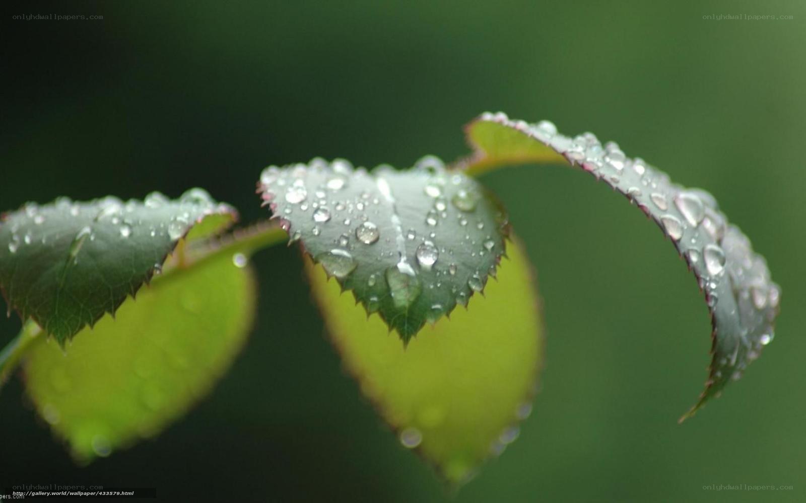 Raindrops on green leaves