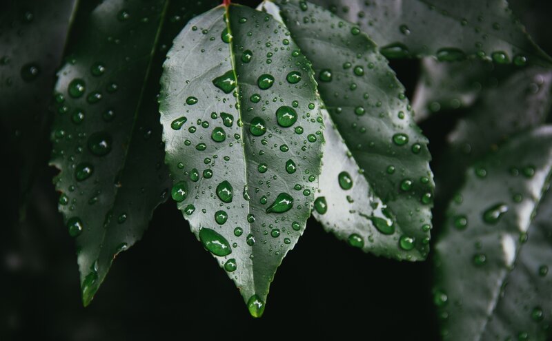 Raindrops on green leaves
