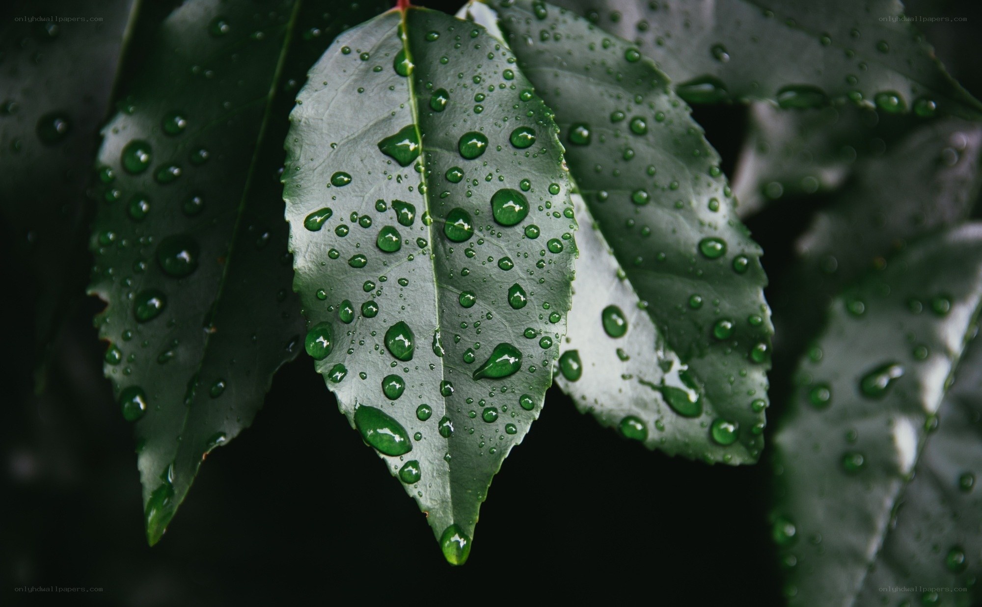 Raindrops on green leaves