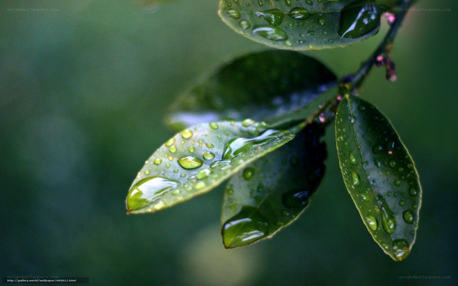 Raindrops on green leaves
