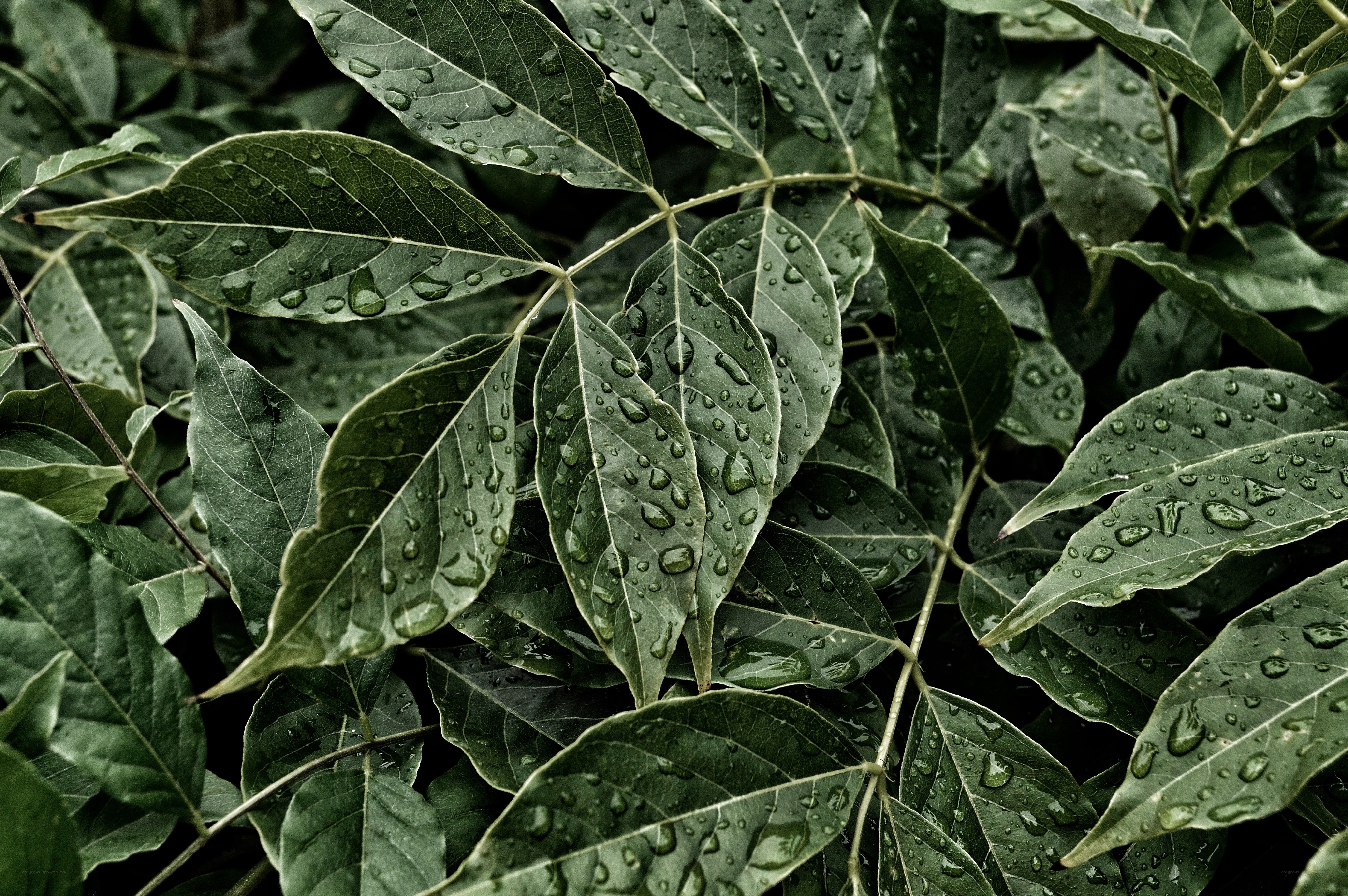 raindrops on green leaves