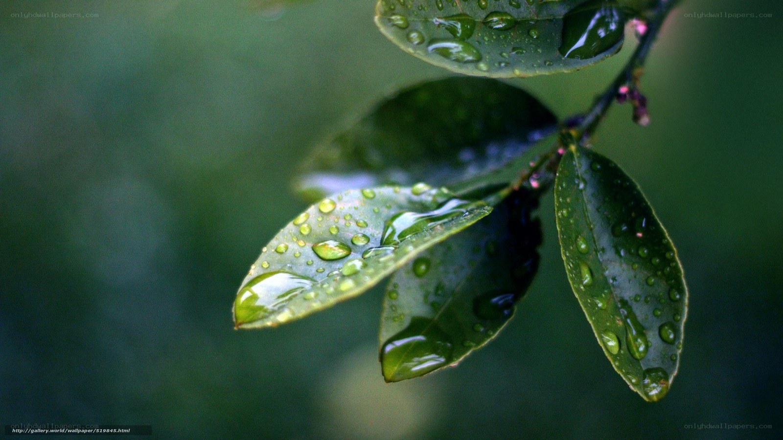 Raindrops on green leaves