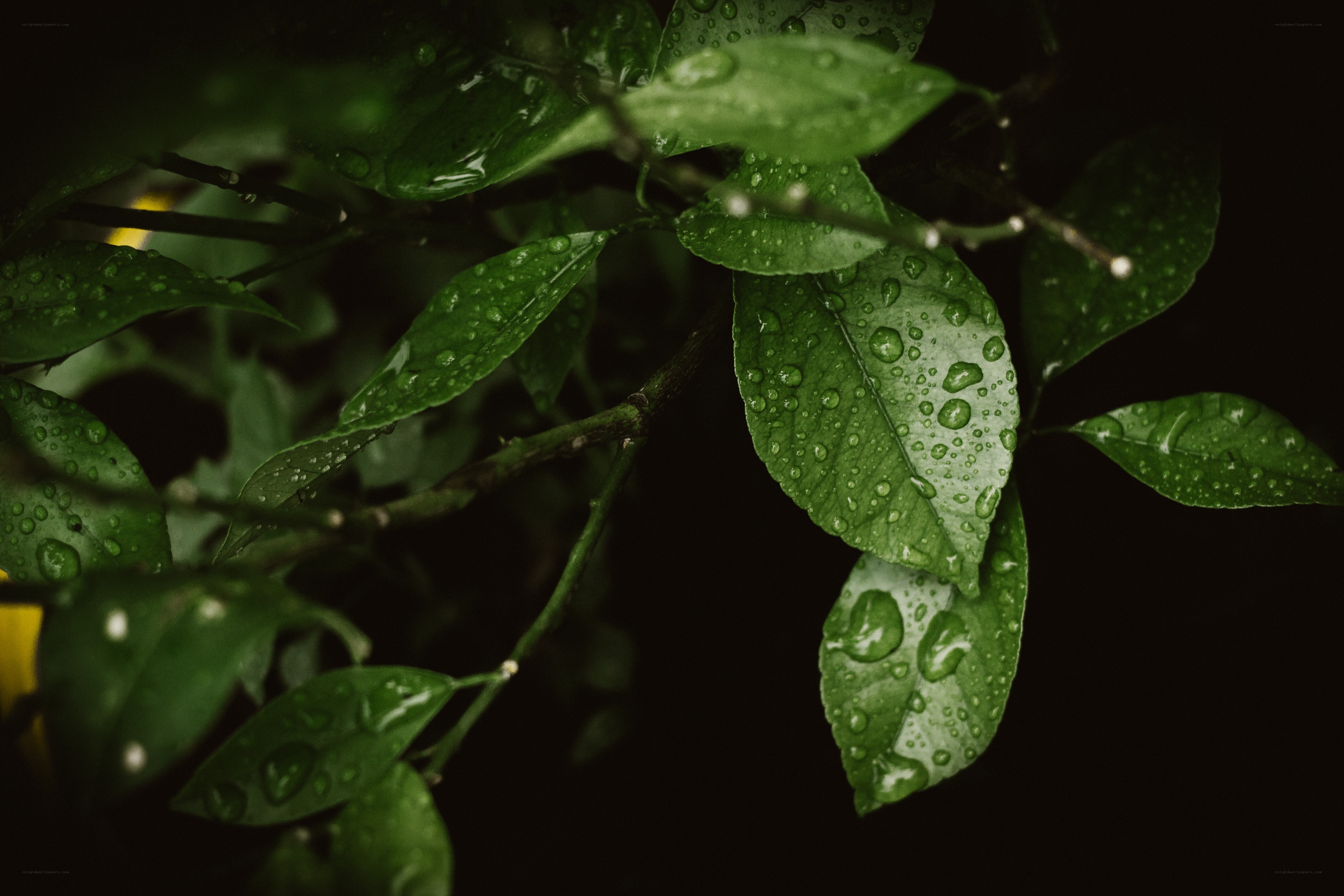 raindrops on green leaves