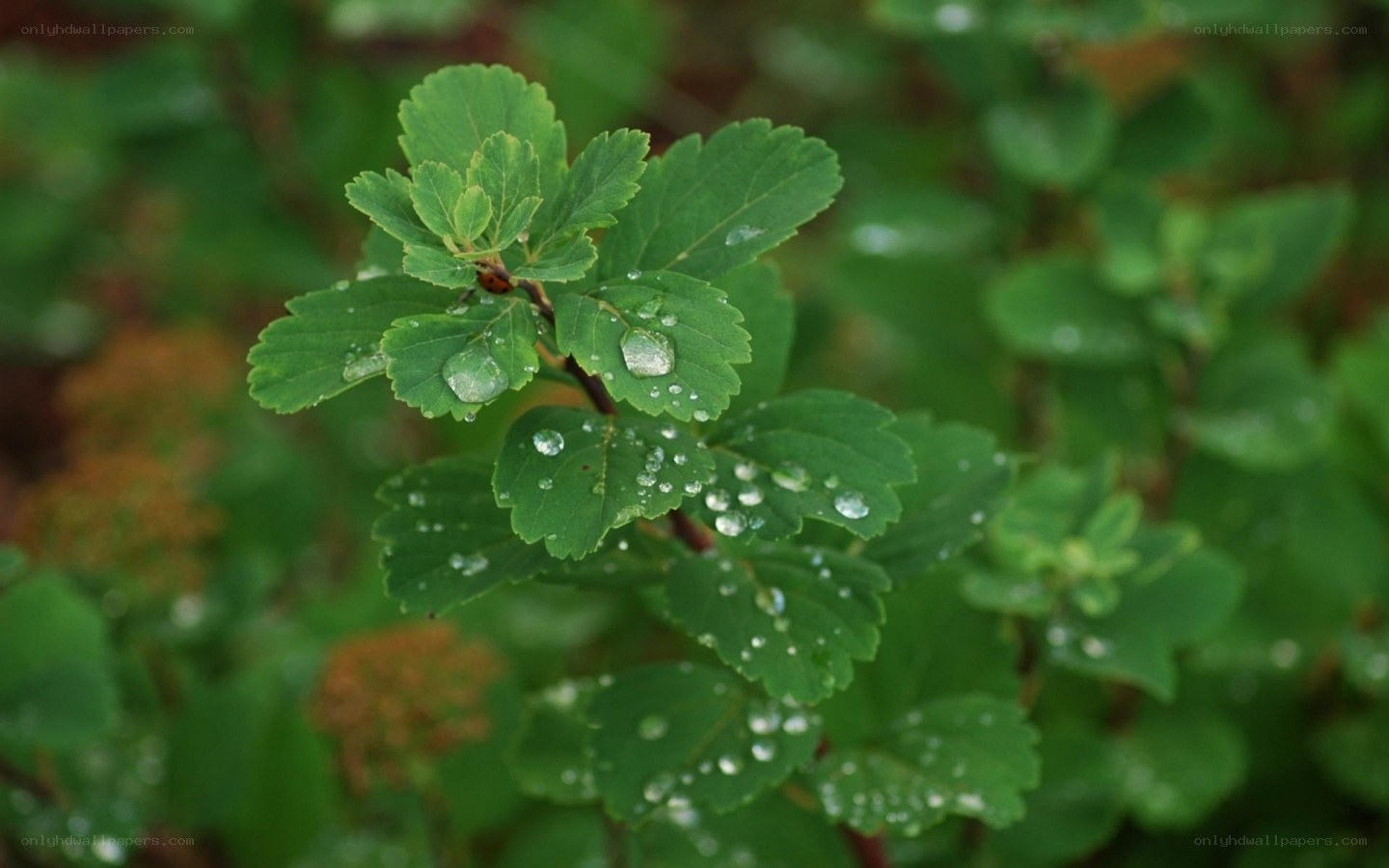raindrops on green leaves