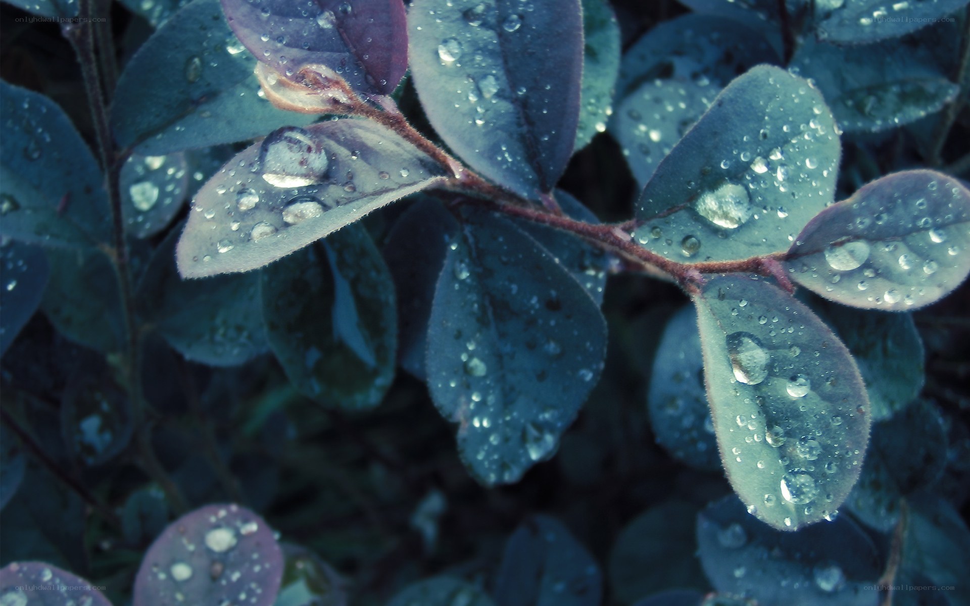 Raindrops on green leaves