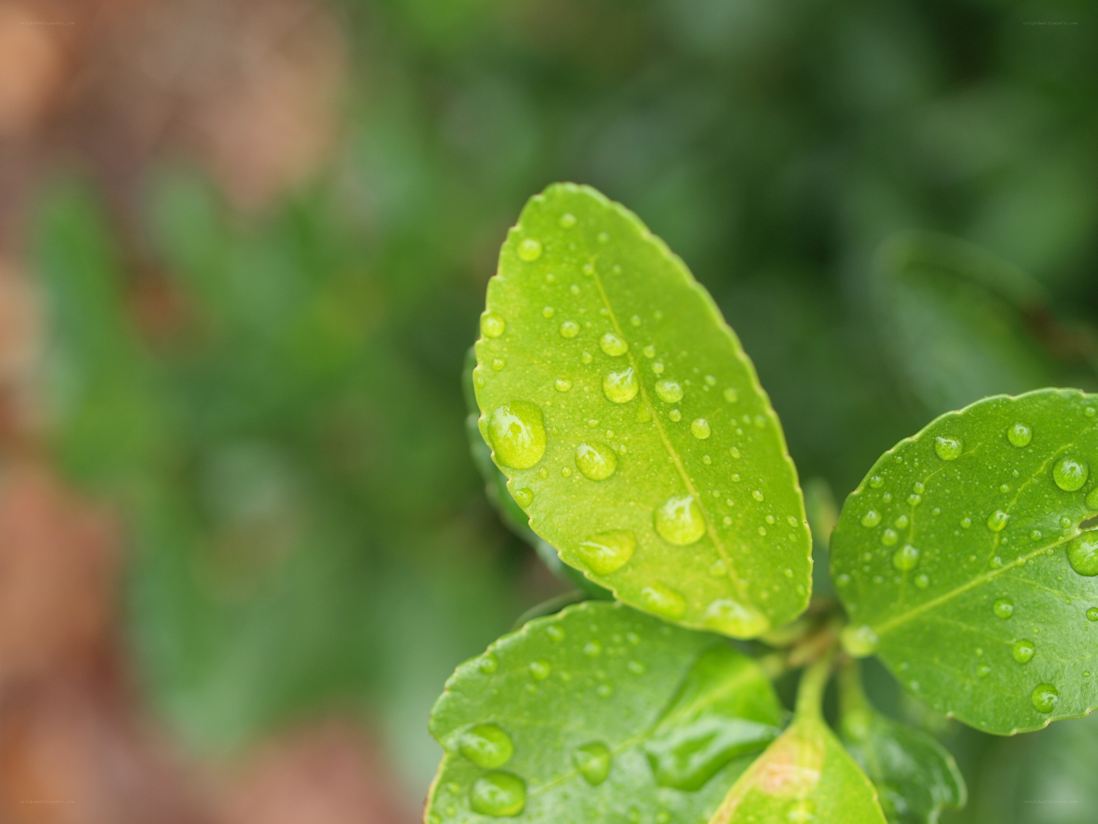 Raindrops on green leaves