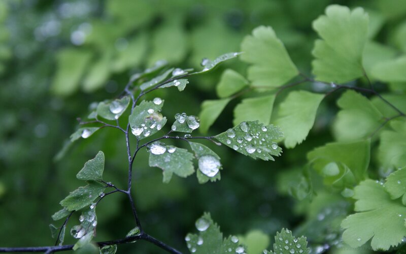 Raindrops on green leaves