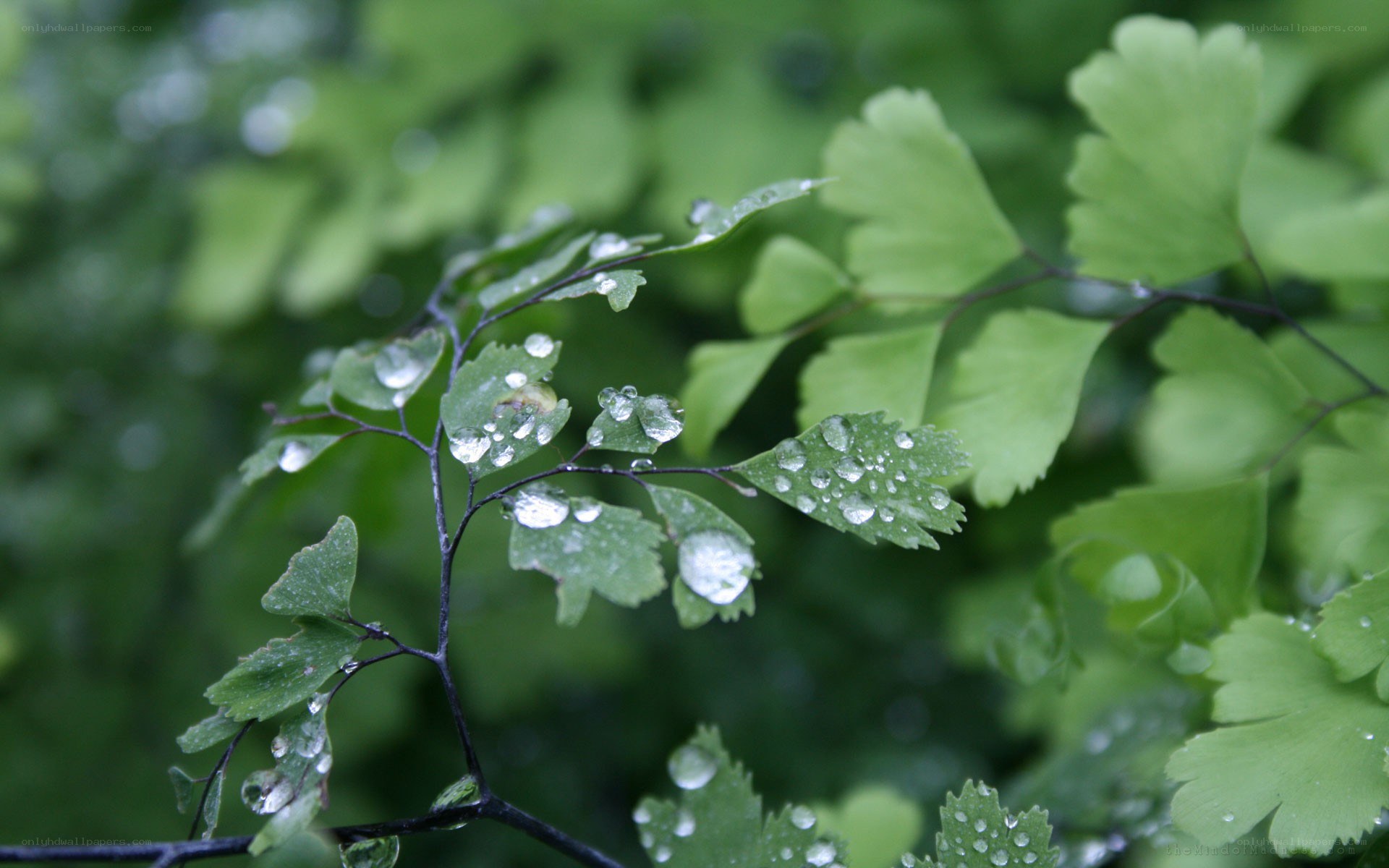 Raindrops on green leaves