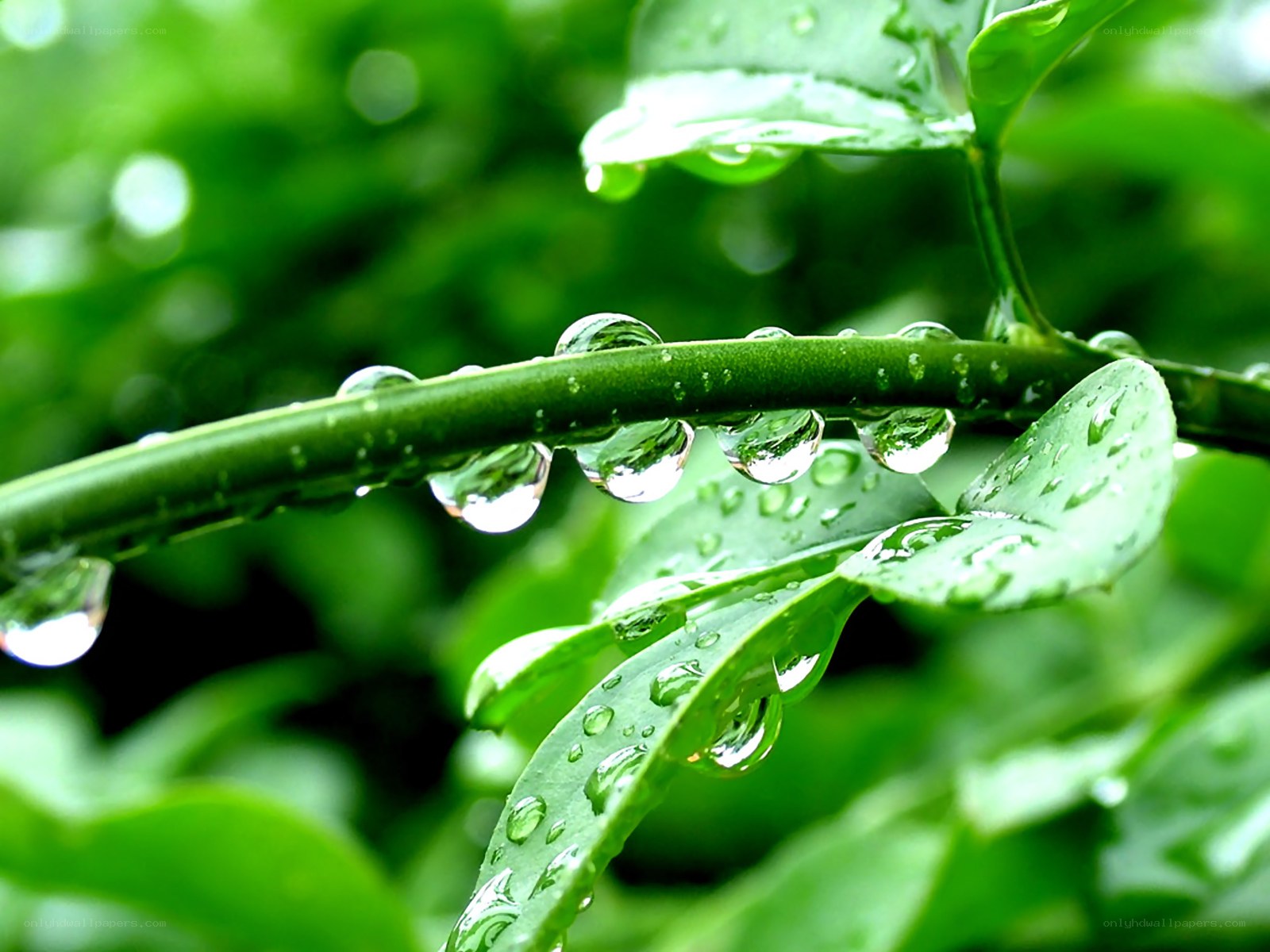 Raindrops on green leaves