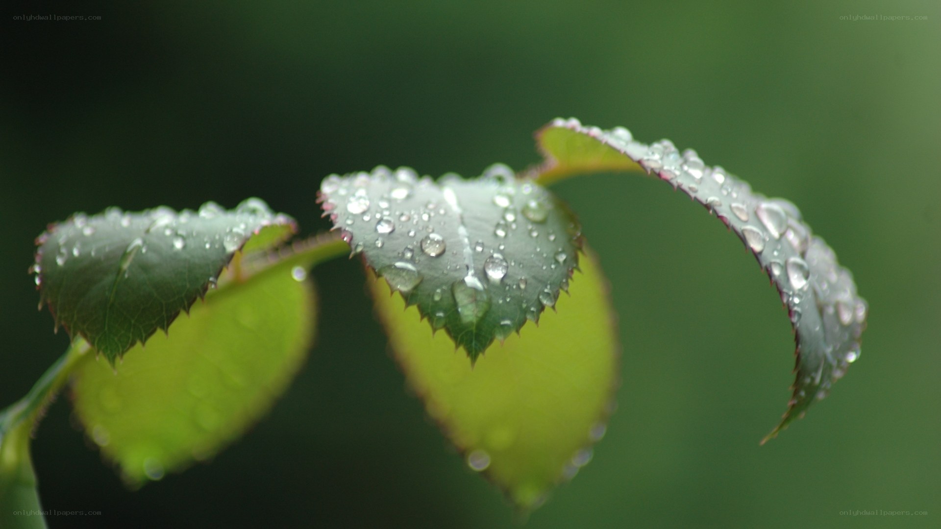 Raindrops on green leaves