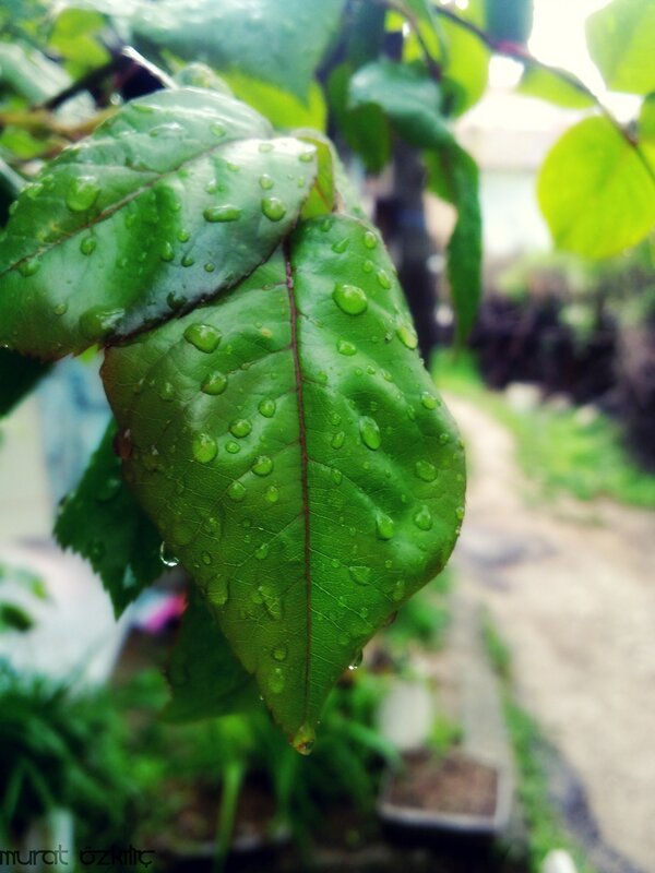 Raindrops on green leaves