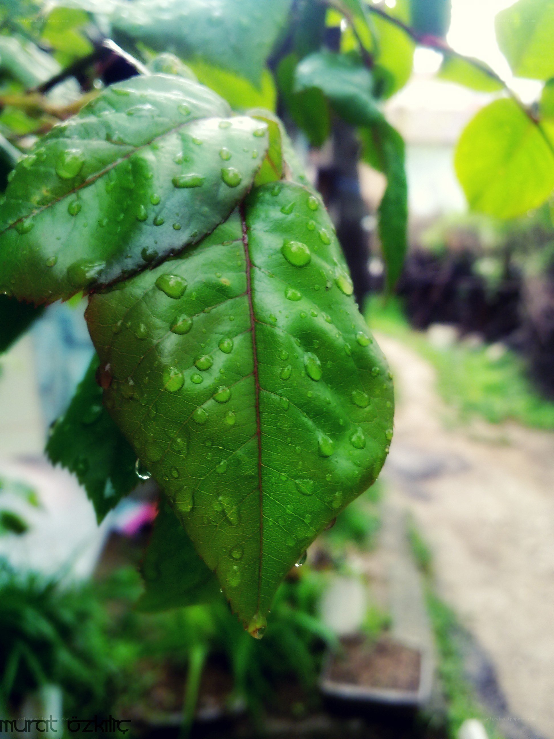 Raindrops on green leaves