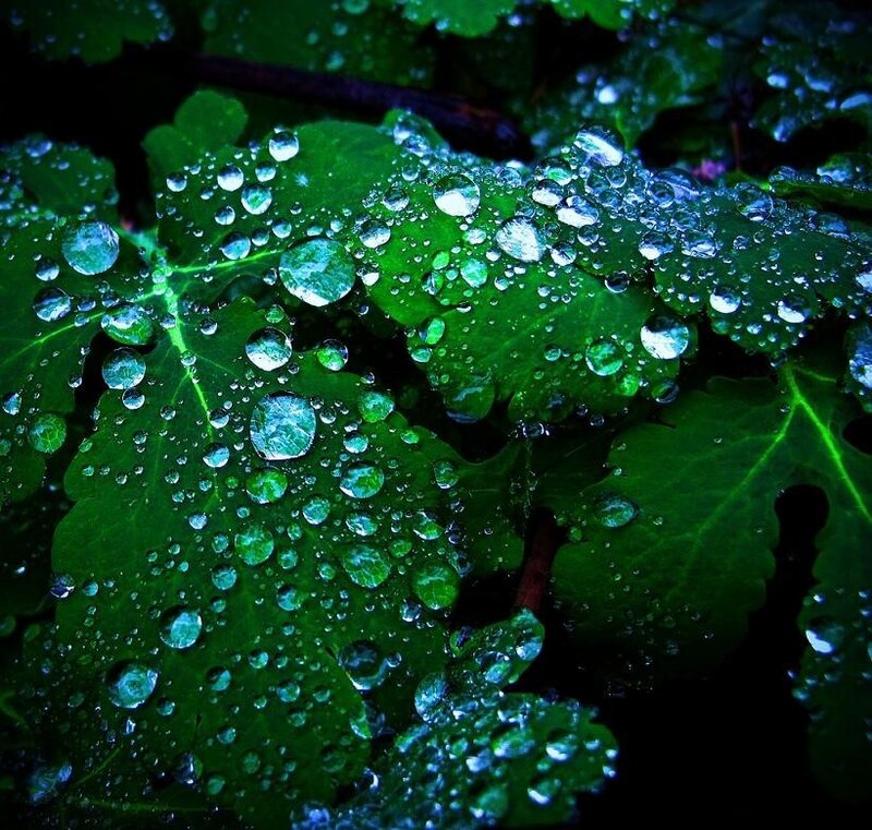 Raindrops on green leaves