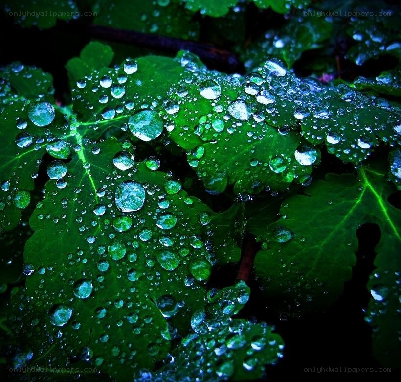 Raindrops on green leaves